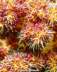 soft coral ,shot at the pinnicles ,dibba 
Nikon D70s 135... by Simon Gardener 